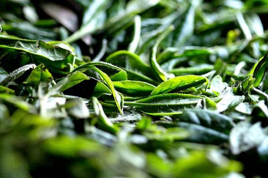 荒野銀針市場價多少，真正的荒野白毫銀針多少錢？