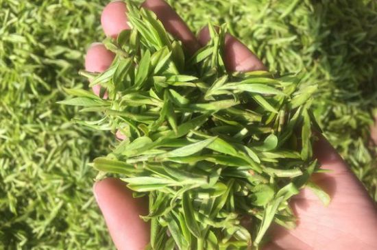 龍井好喝還是毛尖好喝，綠茶是龍井好還是毛尖好？