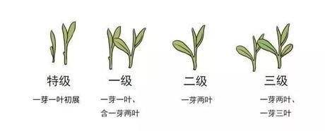 烏牛早和龍井的區(qū)別圖片，龍井43號和烏牛早茶的對比