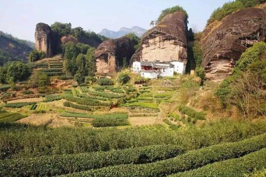 馬頭巖肉桂是大紅袍嗎，大紅袍肉桂屬于什么茶？