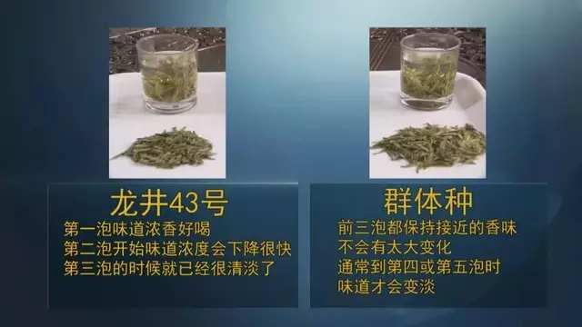 龍井群體種和43號的區(qū)別圖片，龍井43和群體種哪個(gè)好喝？
