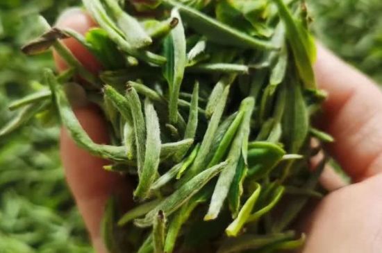 金壇雀舌算不算好茶，金壇雀舌屬于什么檔次茶葉？
