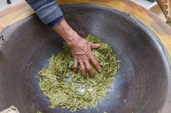 雀舌有一股青草味，雀舌為什么有青草味？