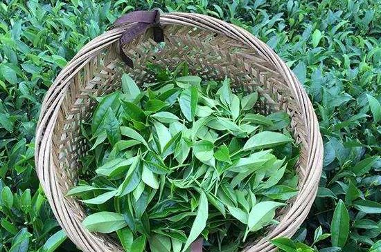 鴨屎香單叢雪片茶的特點，鳳凰雪片茶有什么特點？