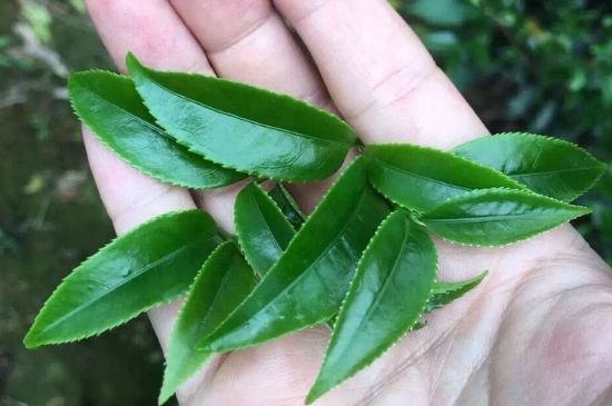鋸朵仔跟鴨屎香哪個貴，鋸朵子和鴨屎香哪個好喝？
