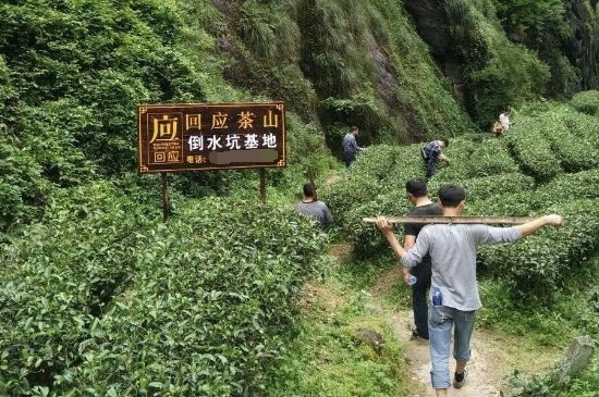 300塊錢的金駿眉能喝嗎，兩三百多金駿眉和一千多區(qū)別