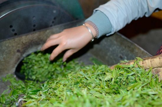 雀舌有一股青草味，雀舌為什么有青草味？