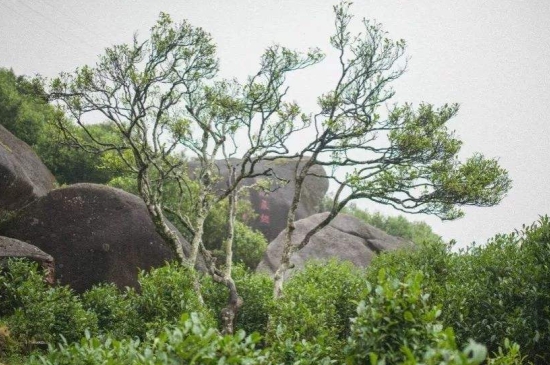 宋種一號(hào)價(jià)值為什么高，鳳凰單樅宋種1號(hào)價(jià)格與產(chǎn)量多少？