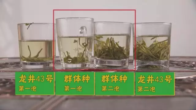 龍井群體種和43號的區(qū)別圖片，龍井43和群體種哪個(gè)好喝？