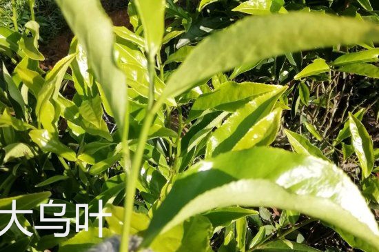 鴨屎香和大烏葉是同一種茶葉嗎，單叢大烏葉和鴨屎香有什么區(qū)別？