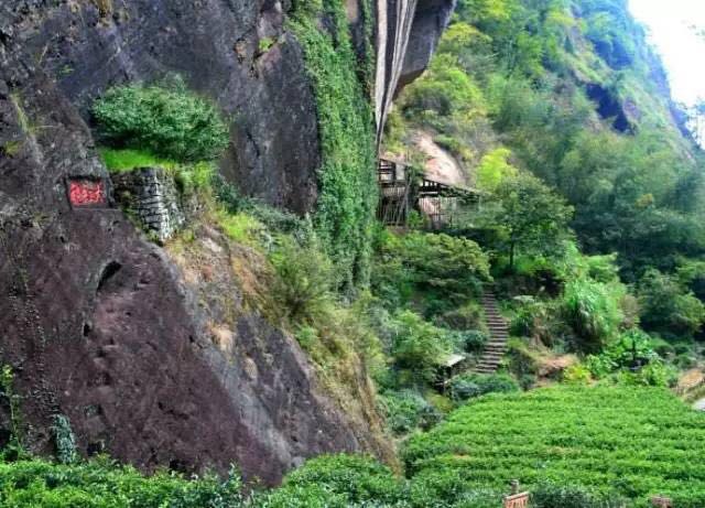 武夷山為什么盛產(chǎn)茶葉，武夷山茶為什么好喝？