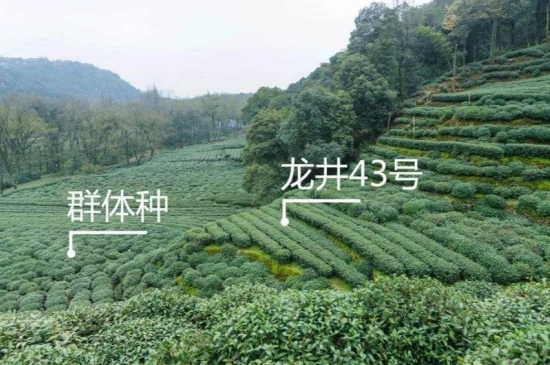 43號(hào)龍井屬于好茶嗎，龍井茶43號(hào)是什么意思？