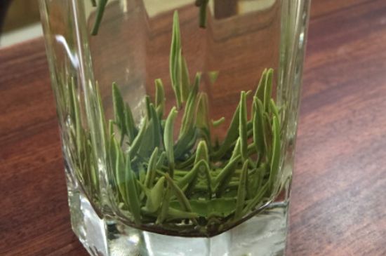 竹葉青和雀舌哪個(gè)貴，竹葉青茶貴嗎？