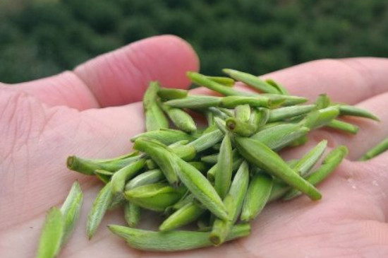 什么綠茶茶葉唇齒留香，哪個(gè)品種綠茶香氣好？