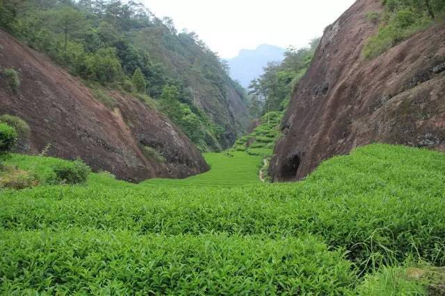 武夷山為什么盛產(chǎn)茶葉，武夷山茶為什么好喝？