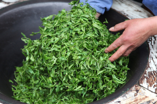 潮汕炒茶屬于什么茶，潮汕炒茶是綠茶嗎？