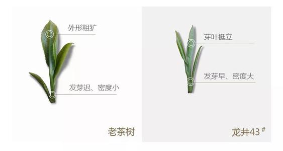 43號(hào)龍井屬于好茶嗎，龍井茶43號(hào)是什么意思？