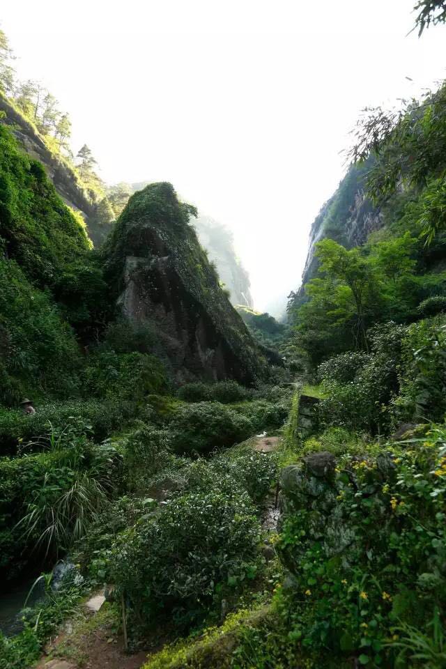 武夷山為什么盛產(chǎn)茶葉，武夷山茶為什么好喝？