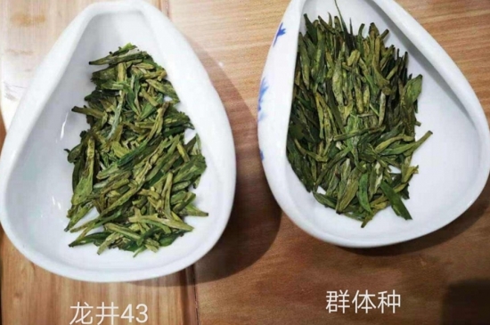 43號(hào)龍井屬于好茶嗎，龍井茶43號(hào)是什么意思？