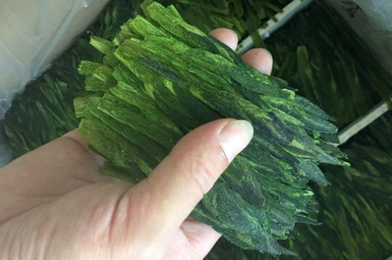 什么綠茶味道濃香，那個綠茶比較濃香？