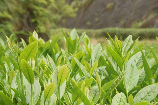 潮安鳳凰單叢十大名樅是什么，烏崠十大古樹(shù)名香品種介紹
