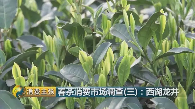 龍井群體種和43號的區(qū)別圖片，龍井43和群體種哪個(gè)好喝？
