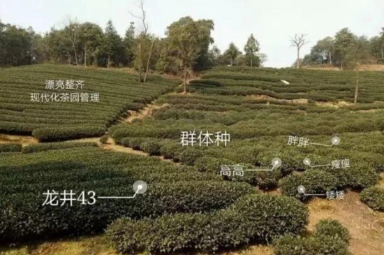 43號(hào)龍井屬于好茶嗎，龍井茶43號(hào)是什么意思？