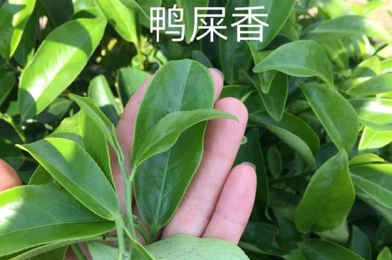 鴨屎香和大烏葉是同一種茶葉嗎，單叢大烏葉和鴨屎香有什么區(qū)別？