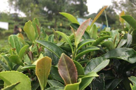 43號(hào)龍井屬于好茶嗎，龍井茶43號(hào)是什么意思？