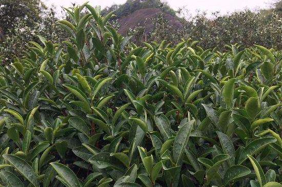 馬頭巖肉桂是大紅袍嗎，大紅袍肉桂屬于什么茶？