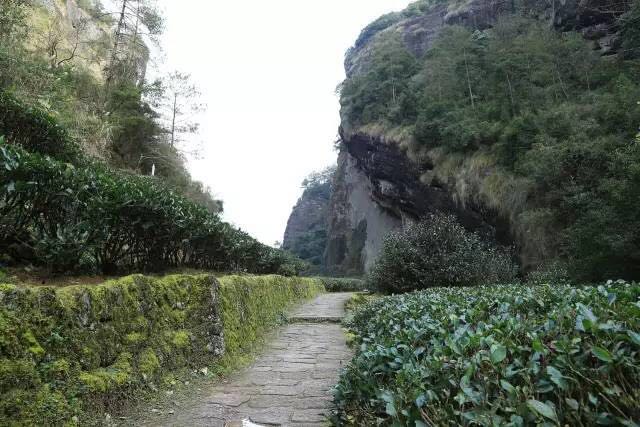 武夷山為什么盛產(chǎn)茶葉，武夷山茶為什么好喝？