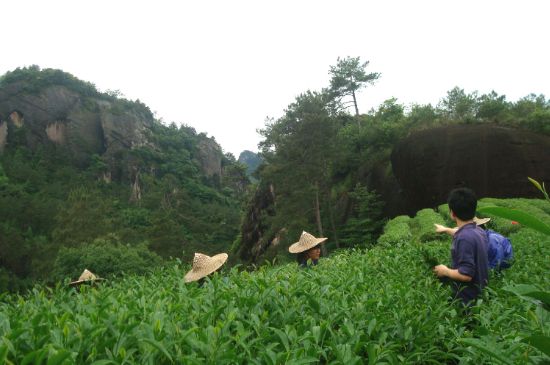 肉桂茶和大紅袍哪個貴，武夷山肉桂與大紅袍的價格比較