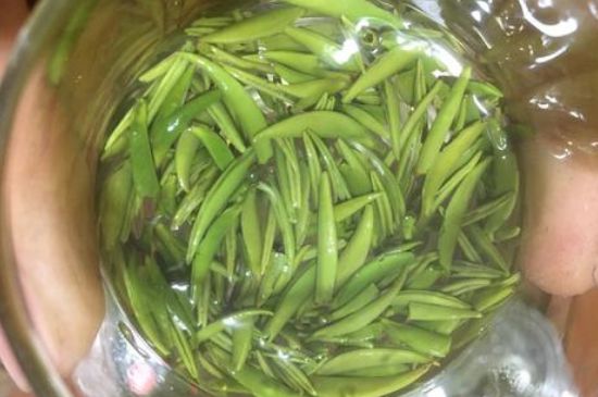 雀舌有一股青草味，雀舌為什么有青草味？