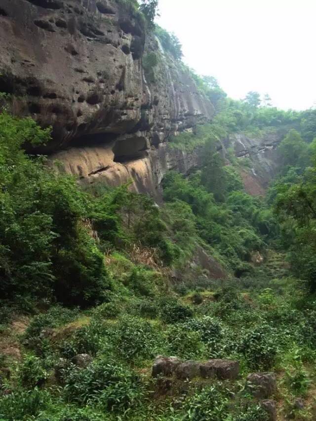 武夷山為什么盛產(chǎn)茶葉，武夷山茶為什么好喝？