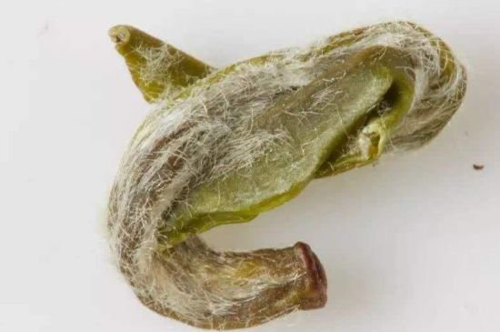 羊巖勾青是綠茶嗎，羊巖勾青茶屬于什么茶？