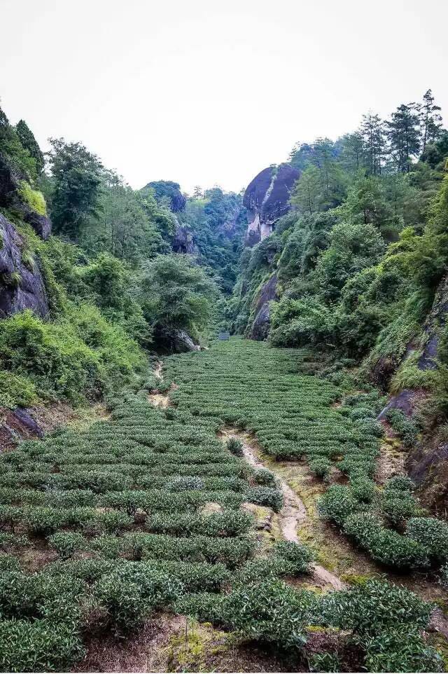武夷山為什么盛產(chǎn)茶葉，武夷山茶為什么好喝？