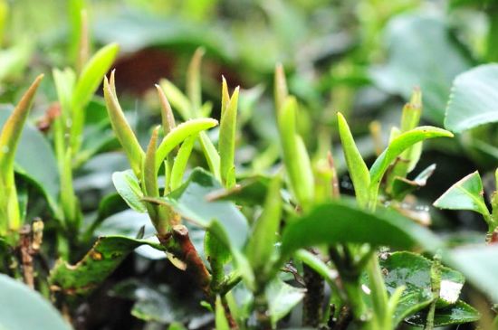 單樅茶什么季節(jié)最好喝，鳳凰單叢茶春茶好還是秋茶好？