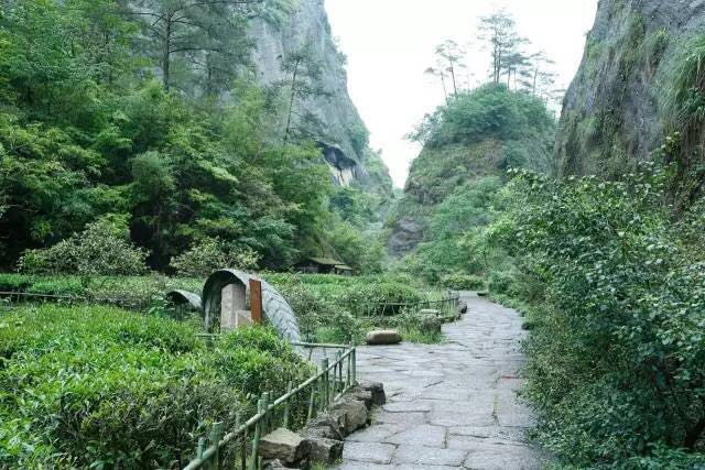 武夷山為什么盛產(chǎn)茶葉，武夷山茶為什么好喝？