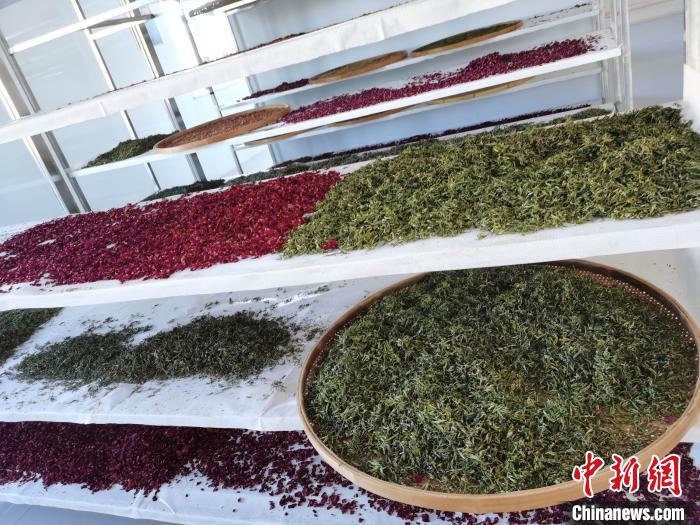 圖為王玲玲收購(gòu)的各種山茶?！⊥貘Q遠(yuǎn) 攝