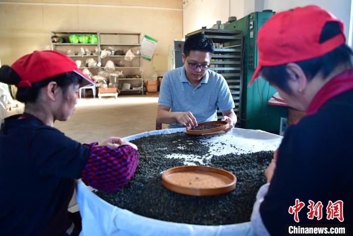 圖為張?jiān)涝谏a(chǎn)車間內(nèi)與工人一起查看茶葉品質(zhì)?！埍?攝